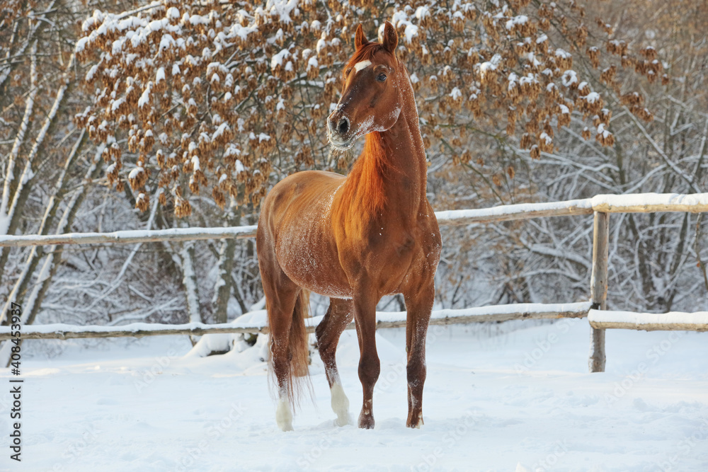 Beautiful sports horse walks in winter ranch
