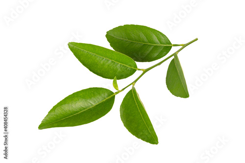 Citrus leaves  on white background.