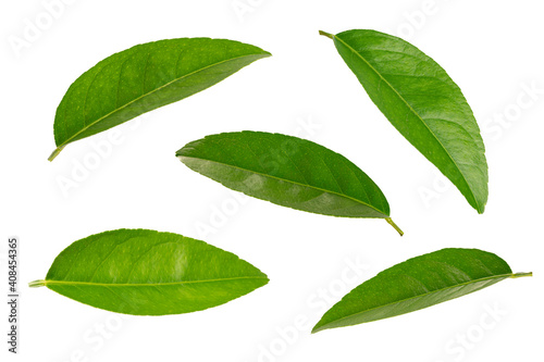  Citrus green leaves isolated on white background