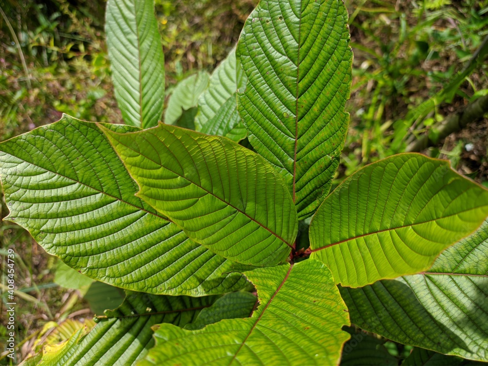 Kratom plant (Mitragyna speciosa) grows wild in tropical Borneo Kratom plant (Mitragyna speciosa) grows wild in tropical Borneo