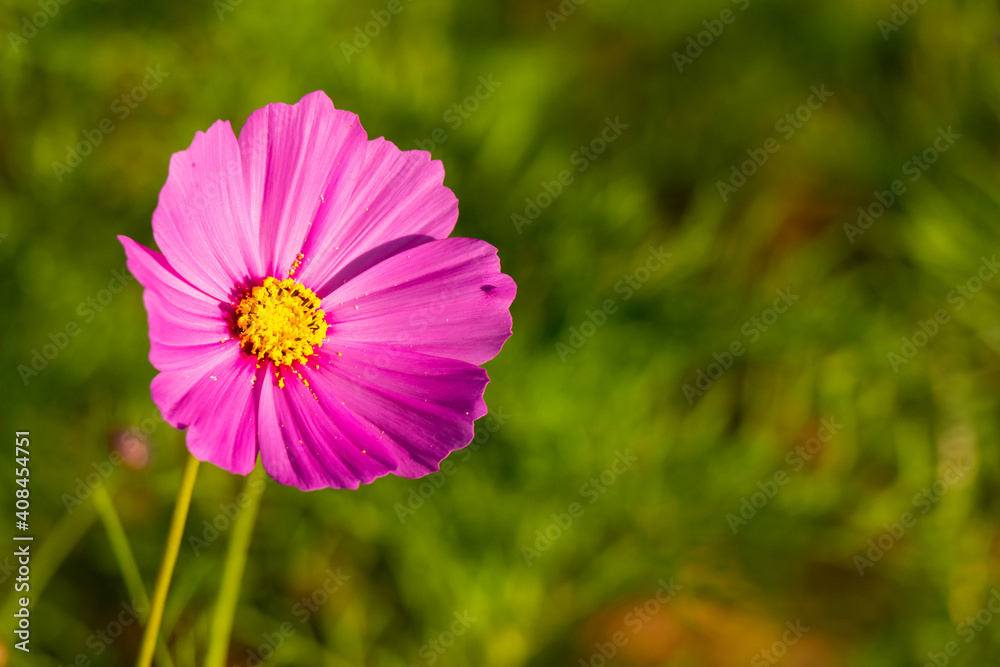 Fototapeta premium Beautiful pink color cosmos (Mexican aster) flower background