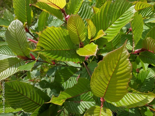 Kratom plant (Mitragyna speciosa) grows wild in tropical Borneo photo