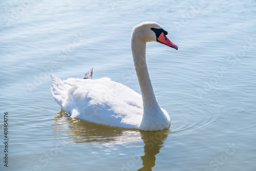 Fototapeta Naklejka Na Ścianę i Meble -  Graceful white Swan swimming in the lake, swans in the wild. Portrait of a white swan swimming on a lake.