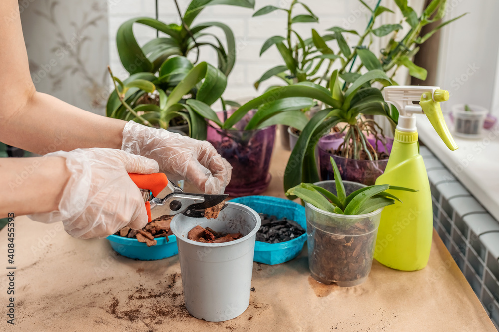 Women's gloved hands prune and transplant indoor orchid plants, at home. Spring care of the home garden. selective focus Women's gloved hands prune and transplant indoor orchid plants, at home. Spring care of the home garden. selective focus