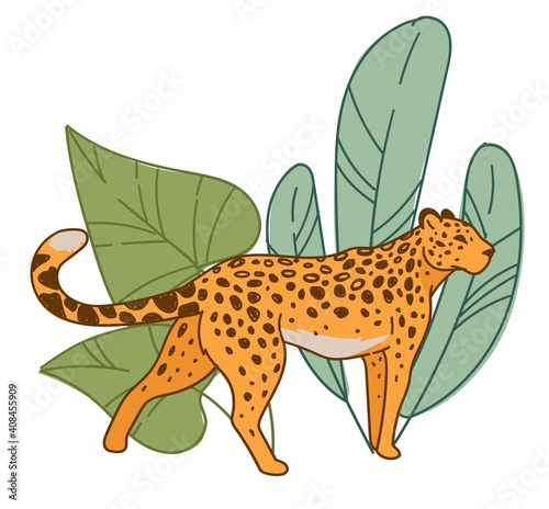 Leopard walking by wide leaves flora, habitat