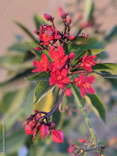 red rose bush