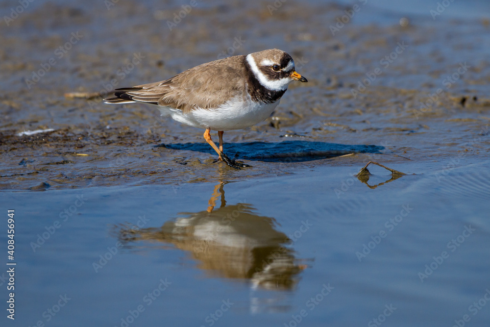Sandregenpfeifer (Charadrius hiaticula) Sandregenpfeifer (Charadrius hiaticula)