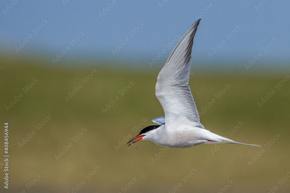 Obraz premium Flußseeschwalbe (Sterna hirundo)