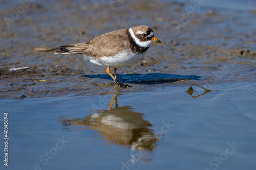 Sandregenpfeifer (Charadrius hiaticula) photo