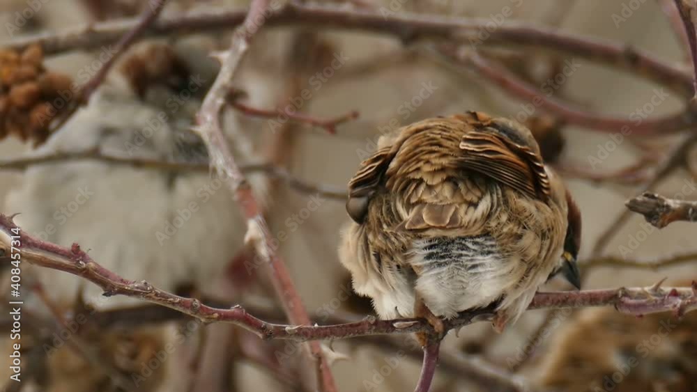 Sparrow close-up in slow motion. Sparrow close-up in slow motion.