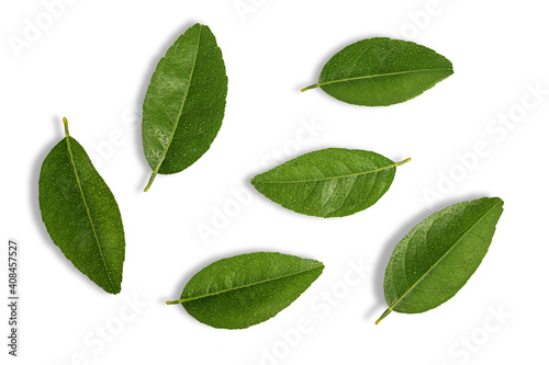 Citrus green leaves isolated on white