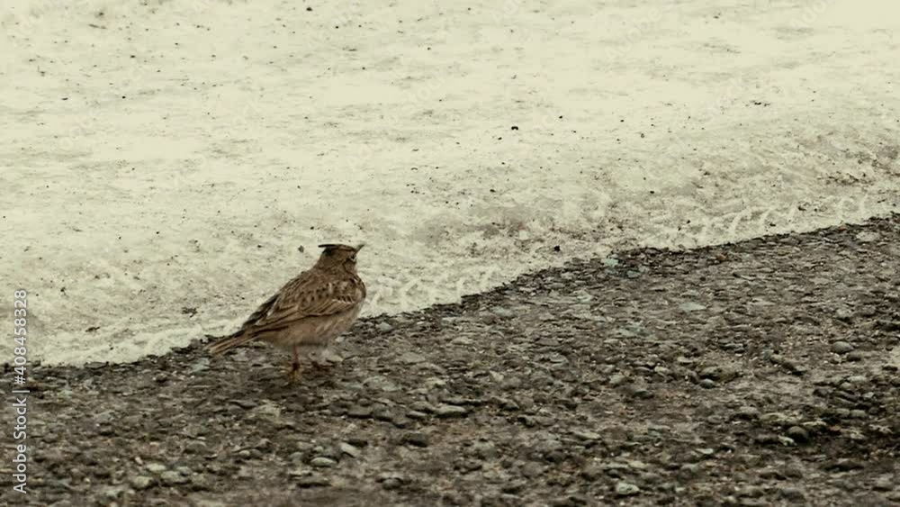 A crested lark runs in slow motion. Galerida cristata. Alaudidae winter wild bird nature background. A crested lark runs in slow motion. Galerida cristata. Alaudidae winter wild bird nature background.