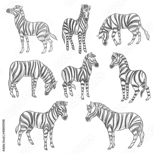 Zebras sketches  equine mammals with stripes fur