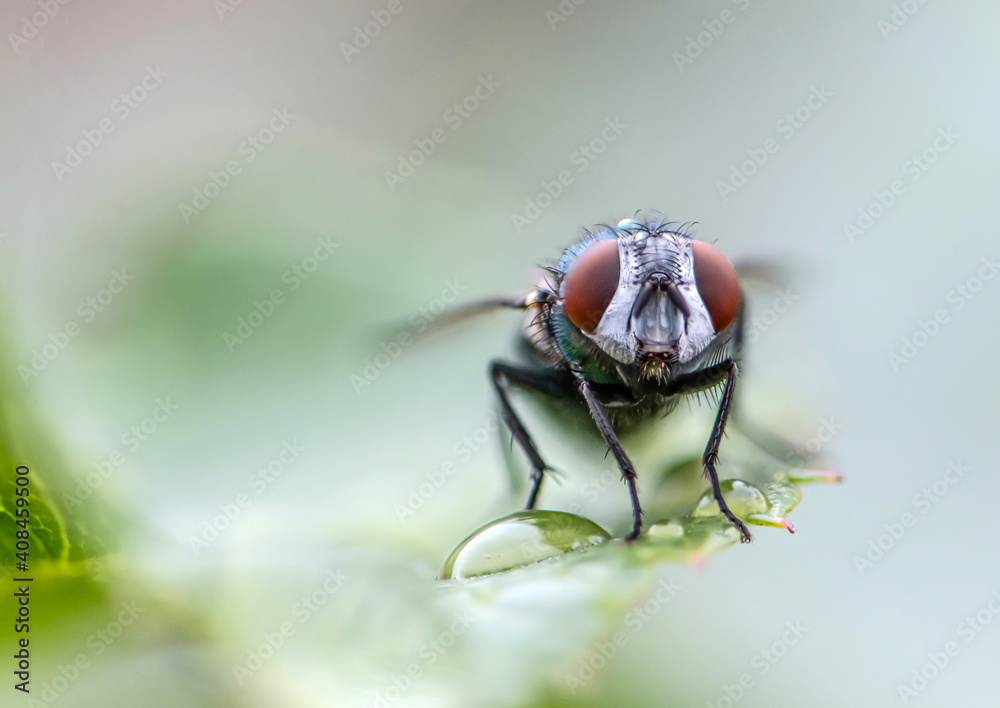 house fly in extreme close up sitting on green leaf. Picture taken before grey background house fly in extreme close up sitting on green leaf. Picture taken before grey background