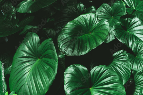 Dark green tropical leaves. creative layout made of leaves nature dark green background. Flat lay. Nature concept. Low key