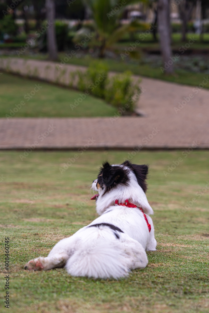 Vertical photo of beautiful Japanese chin dog sitting on grass Vertical photo of beautiful Japanese chin dog sitting on grass