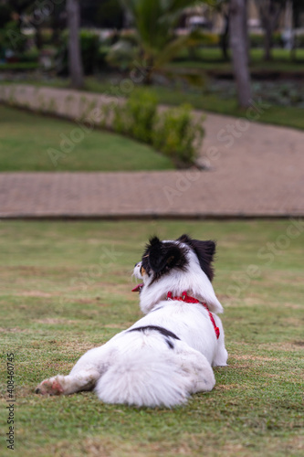 Vertical photo of beautiful Japanese chin dog sitting on grass