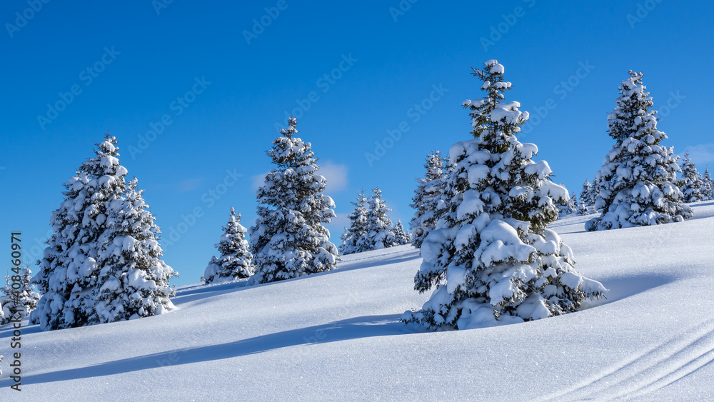 Obraz premium Amazing view of a group of isolated pine trees covered by fresh snow after snowfall. Alpine and winter contest. Wonderful landscape. Freedom and peaceful contest
