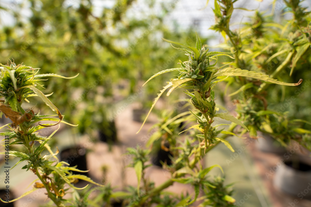 Medical marijuana plants growing,Indoor grow cannabis cultivation. Medical marijuana plants growing,Indoor grow cannabis cultivation.