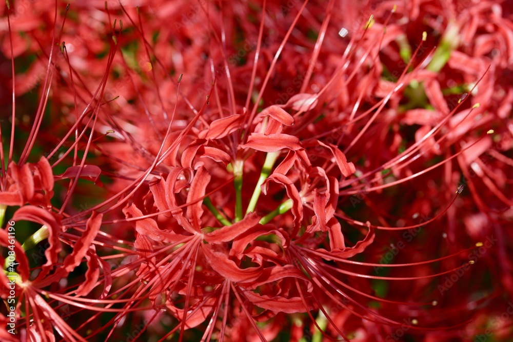 曼珠沙華 曼珠沙華