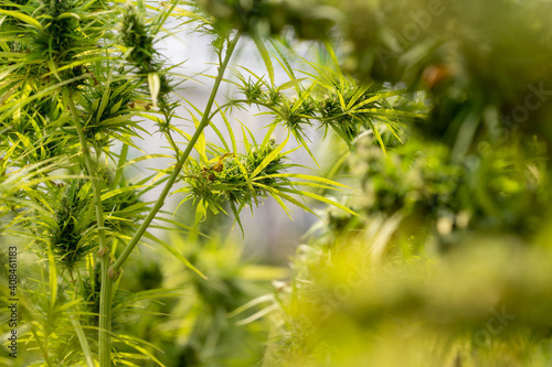 Medical marijuana plants growing Indoor grow cannabis cultivation.