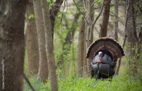 Wild Turkey - a mature Tom struts in eastern deciduous hardwood woodland habitat