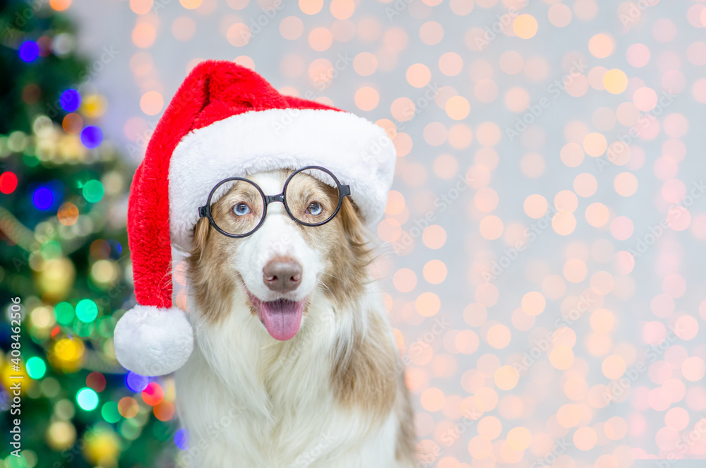 Happy Border collie wearing red santa hat and eyeglasses. Festive background with christmas tree. Empty space for text