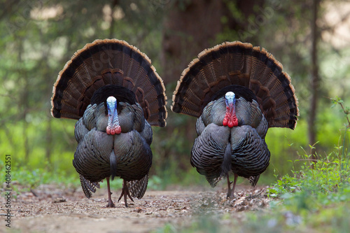 Wild Turkeys - two mature toms strut directly toward the camera, displaying their plumage and fanning out their tails
