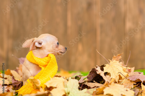 Funny Toy terrier puppy wearing warm scarf sits on autumn leaf