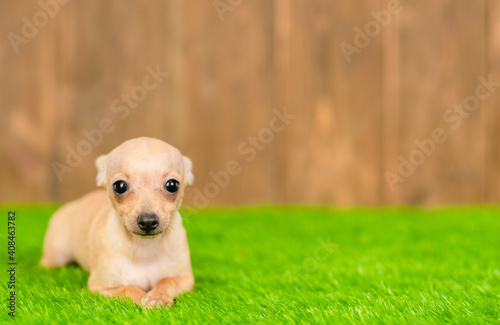 Toy terrier puppy lying on green summer grass and looking at camera. Empty space for text