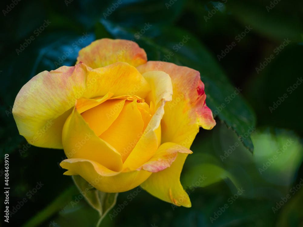 A blooming yellow rose bud close-up against a background of green foliage. A blooming yellow rose bud close-up against a background of green foliage.