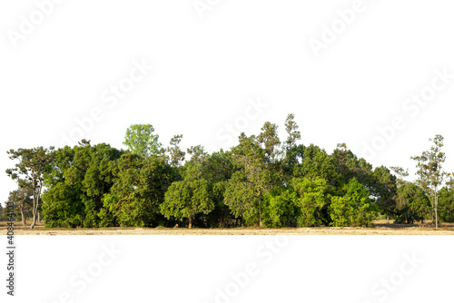 View of a High definition Treeline isolated on a white background, Green trees, Forest and foliage in summer.