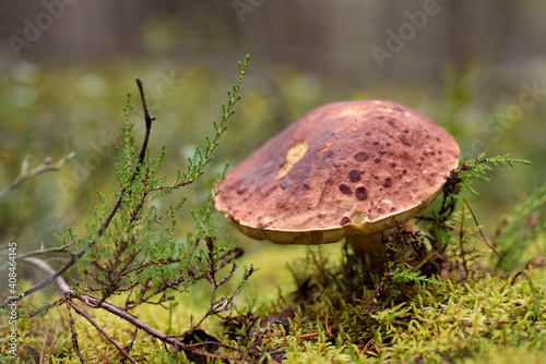 Boletus edulis or cep, penny bun, porcino or porcini