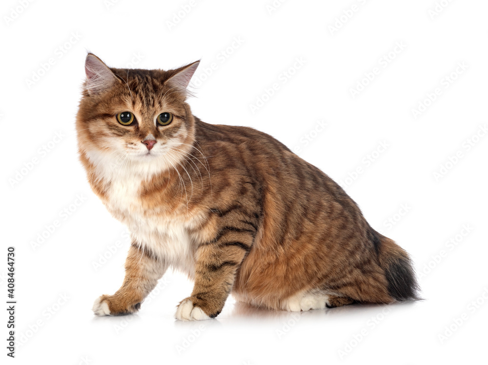 Obraz premium Kurilian Bobtail in studio