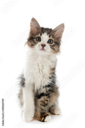 Kurilian Bobtail in studio