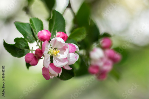 Apple-tree branch with young flowers in spring. Close up. Selective focus, blurred background.