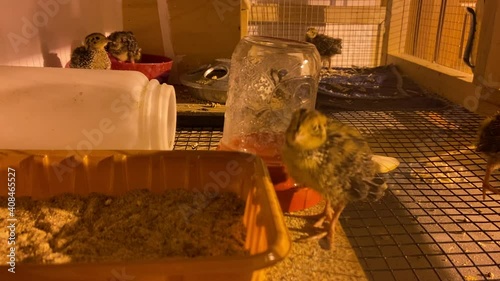 A few Quail chicks growing out
