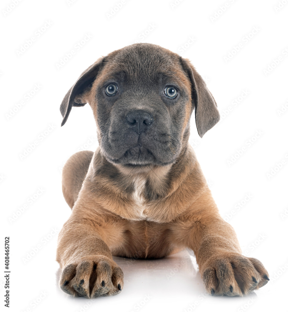 puppy cane corso