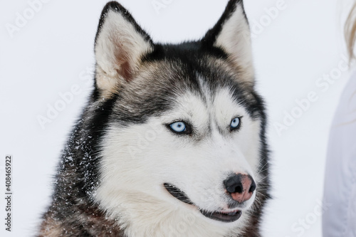 Fototapeta Naklejka Na Ścianę i Meble -  Portrait of a Siberian husky, friendship forever. Pet. Husky