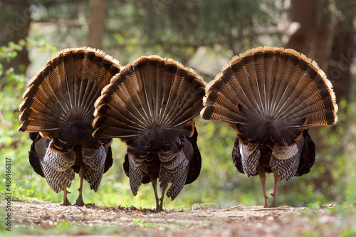 Trio of Wild Turkeys strutting, displaying their fanned tails, facing away from camera