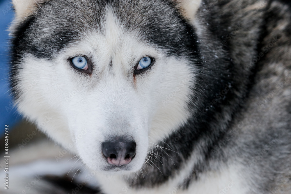 Portrait of a Siberian husky, friendship forever. Pet. Husky Portrait of a Siberian husky, friendship forever. Pet. Husky