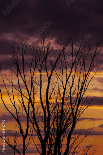 tree branches against the background of an evening sunset