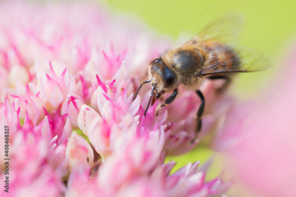 Honey bees collect pollen Spiraea flower. Macro shot. Honey bees collect pollen Spiraea flower. Macro shot.