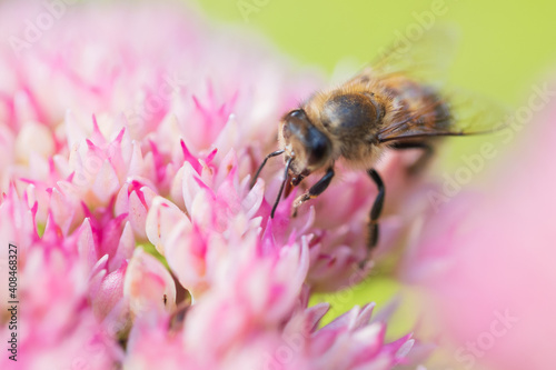 Honey bees collect pollen Spiraea flower. Macro shot.