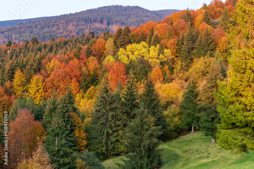 Autumn mountain landscape - yellowed and reddened autumn trees combined with green needles and blue skies. Colorful autumn landscape scene in the Ukrainian Carpathians.