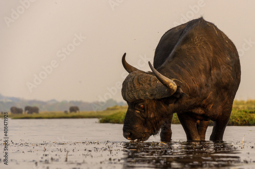 Buffalo in the dry nature habitat in Serengeti National Park