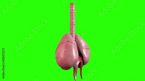Rotating 4K Realistic Respiratory system