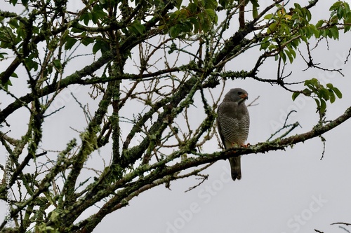 Lizard buzzard or hawk perched on brittle branch photo