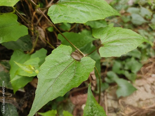 Wallpaper Mural 
green leaf for background.Green leaves on bokeh background.beautiful leaf pattern texture. Torontodigital.ca