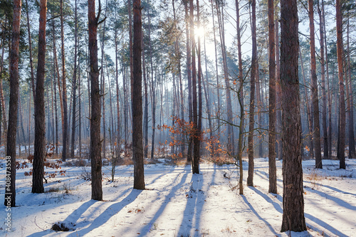 Bright day in a winter forest